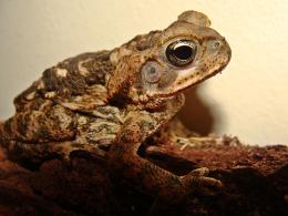 Bufo americanus